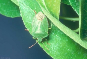 Adulte <i>Palomena prasina</i> sur une feuille de poirier. Le tégument est vert. <b>Punaise verte des bois</b> (green pentatomid bug)