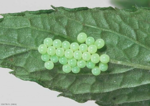 Ponte de <i>Palomena prasina</i> à la face inférieure d'une feuille de menthe. Les oeufs sont verts. <b>Punaise verte des bois</b> (green pentatomid bug)