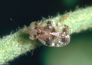 Adulte <i>Stephanitis pyri</i> sur pétiole de poirier. La tête et l'abdomen sont noirâtre. Les ailes antérieurs sont transparentes. <b>Tigre du poirier</b> (pear lace bug)