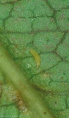 Frankliniella_occidentalis_4