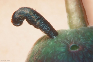 Fourreau de chenille <i>Coleophora hemerobiella</i> fixé sur une pomme. Il est recourbé à l'extrémité supérieure. <b>Coléophore des arbres fruitiers</b> (fruit tree case moth) 