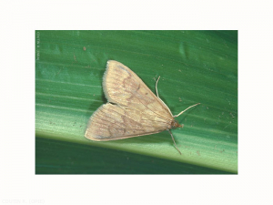 Adulte femelle <i>Ostrinia nubilalis</i> sur une feuille de maïs. Les ailes sont ornées de fines stries dentelées et transversales. <b>Pyrale du maïs</b> (maize pyralid)