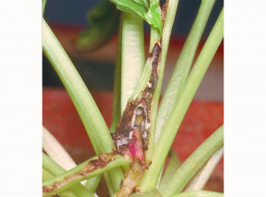 Scrobipalpa_ocellatella-1