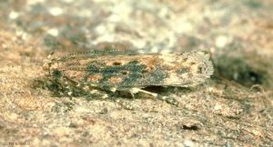 Scrobipalpa_ocellatella-3