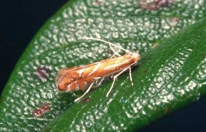 Phyllonorycter_blancardella-1