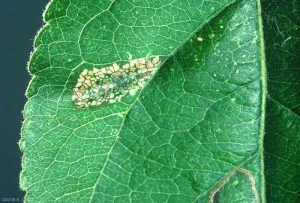 Phyllonorycter_blancardella-2