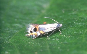 Leucoptera_malifoliella-2