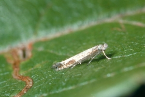 Papillon <i>Lyonetia clerkella</i> au repos sur feuille de pommier. Les ailes sont blanches, bordées de longues soies. <b>Mineuse des feuilles d'arbres fruitiers</b> (apple leaf miner) 