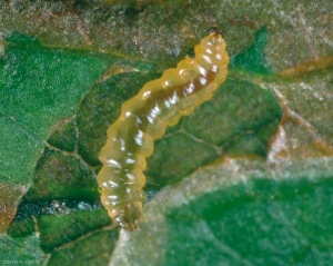 Larve de <i>Stigmella malella</i> dans une feuille de pommier, la galerie a été ouverte pour montrer la larve. La larve est minuscule. <b>Mineuse des feuilles du pommier</b> (apple pigmy moth)
