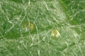 Stigmella_malella-3