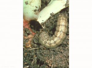 Chenille de lépidoptère <i>Agrotis segetum</i> au pied d'un plant de laitue entièrement dévoré. La larve porte sur chaque segment deux tâches noires. <b>Noctuelle des moissons</b> (turnip moth)