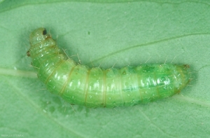 Chenille de <i>Autographa gamma</i>. Le corps est vert clair avec 6 lignes blanchâtres longitudinales. <b>Noctuelle gamma</b> (silver Y moth)