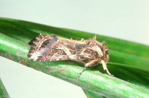 Spodoptera_littoralis-2