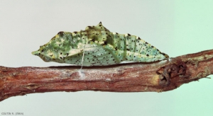 Chrysalide de <i>Pieris brassicae</i>. Remarquer la ceinture de soie qui maintient la chrysalide sur son support. <b>Piéride du chou</b> (large white butterfly)