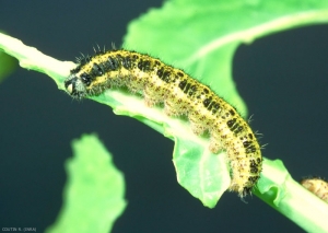 Chenille de <i>Pieris brassicae</i> dévorant une feuille de chou. La tête est noire et le corps vert grisâtre. <b>Piéride du chou large</b> (white butterfly)