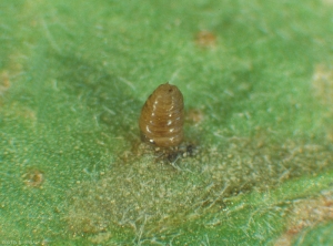 Pupe de l'insecte<i> Liriomyza huidobrensis</i> formée à l'extrémité de la galerie larvaire. <b>Mouche mineuse sud-américaine</b> (south american leaf miner)