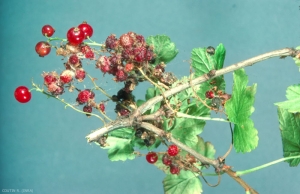 Dégâts de <i>Zophodia grossulariella</i> sur groseillier. Les grains sont souillés de fils et de granules excrémentiels. <b>Pyrale des groseilliers</b> (goosberry moth)