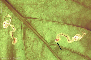 Détail des mines dans une feuille. On aperçoit l'orifice de sortie de la larve de <i>Liriomyza trifolii</i> avant la pupaison. <b> Mouche mineuse américaine</b> (american serpentine leaf miner) 