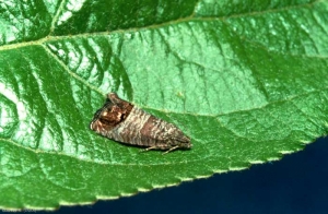 Femelle <i>Cydia pomonella</i> au repos s'apprêtant à pondre sur la feuille de pommier. <b>Carpocapse des pommes et des poires</b> (codling moth)