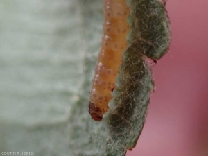 Chenille jeune <i>Cydia pomonella</i>, au "stade baladeur" à la face inférieure d'une feuille de pommier. <b>Carpocapse des pommes et des poires</b> (codling moth)