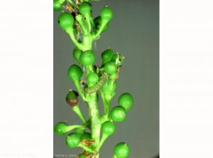 Chenille de <i>Lobesia botrana</i> sur une jeune grappe. <b>Eudémis de la vigne</b> (vine moth) 
