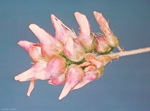 Les fleurs sont transformées en galles sous l'action des larves de <i>Contarinia medicaginis.</i>   <b>Cécidomyie des fleurs de la luzerne</b> (lucerne flower midge)