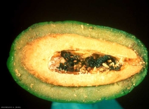 Dégâts sur jeunes olives provoqués par la 3e génération de chenille <i>Prays oleae</i>. La partie centrale est détruite. <b>Teigne de l'olivier</b> (olive moth)