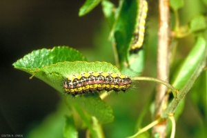 Chenille de <i>Aglaope infausta</i> sur une feuille de pommier. Elle présente une bande jaune avec des points noirs le long du dos. <b>Zygène de l'amandier</b (almond-tree leaf skeletonizer moth) 