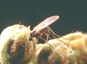 Contarinia_pyrivora_4