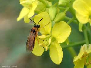 <i>Athalia rosae</i> adulte, l'abdomen est jaune à orange, les ailes sont marquées d'un stigma sombre allongé . <b>Tenthrède de la rave</b> (turnip sawfly) 
