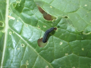 Dégâts sur feuilles de moutarde causés par les larves de <i>Athalia rosae</i>. Les feuilles sont rongées. <b>Tenthrède de la rave</b> (turnip sawfly)