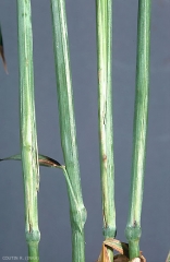 Haplodiplosis_marginata_2