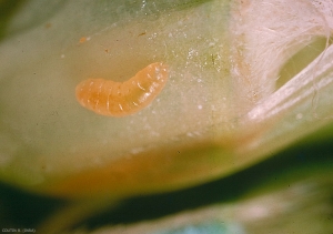 Larve de <i>Sitodiplosis mosellana</i> au contact d'un grain de blé, les glumes et glumelles antérieures ont été retirées pour montrer la larve. <b>Cécidomyie orangée du blé</b> (orange wheat blossom midge)