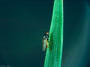 On observe un adulte de <i>Oscinella frit</i>  sur feuille de blé. <b>Oscinie de l'avoine</b> (frit fly)