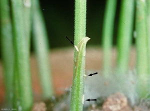 Oeufs d<i>'Oscinella frit </i> pondus sur une tigelle de blé.<b>Oscinie de l'avoine</b> (frit fly)