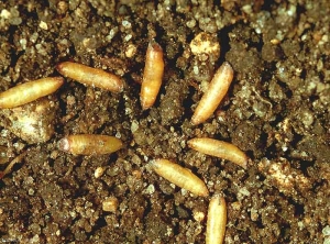 Pupes de <i>Chamaepsila rosae</i>  brunâtres en forme de tonnelet dans le sol. <b>Mouche de la carotte</b> (carrot rust fly)  