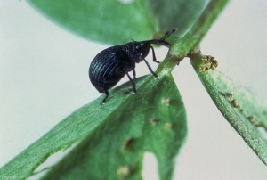 <i>Holotrichapion pisi</i> adulte sur luzerne. Le corps est ovoïde et noir, les élytres sont bleu métallique. <b>Apion du pois</b> (pear-shaped pea weevil) 