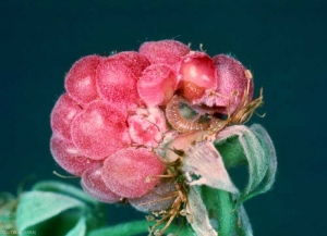 Framboise attaquée par une larve de <i>Byturus tomentosus</i>. Une drupe a été retirée pour montrer la larve qui ronge la base des drupes. <b>Ver des framboises</b> (raspberry beetle)
