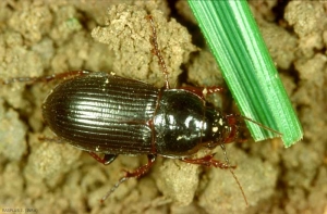 Adulte <i>Zabrus tenebrioides</i>. Le corps est noir mât ; les tibias et les tarses sont bruns rougeâtres. <b>Zabre des céréales</b> (cereal ground beetle)