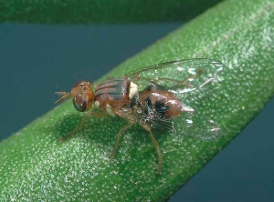 Bactrocera_oleae_2