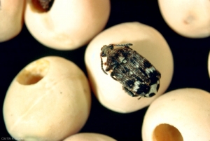 <i>Bruchus pisorum</i> adulte récemment sorti, sur des graines attaquées. Les élytres sont brunes parsemées de tâches blanchâtres et roussâtres. <b>Bruche du pois</b> (pea beetle)