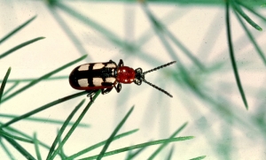 <i>Crioceris asparagi</i> adulte sur tige d'asperge. <b>Criocère de l'asperge</b> (common asparagus beetle)