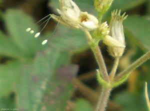Les oeufs de chrysope sont portés par un grand pédicelle (Neuroptère)