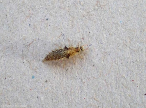 Larve de chrysope (Neuroptère)