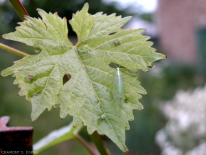 Chrysope adulte sur un foyer de phylloxera sur feuille de vigne (Neuroptère)