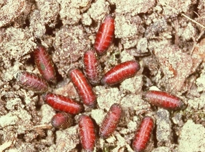 Pupes de <i>Pegomya betae</i> dans le sol. <b>Mouche de la betterave</b> (mangold fly, beet fly)