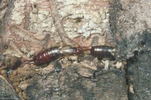 Femelles de <b>perce-oreilles</b> hivernant sous les écorces. <i>Forficula auricularia</i> (common earwig)