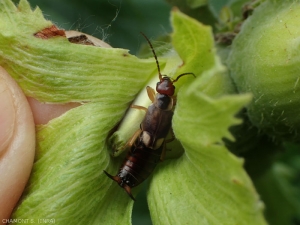 Adulte perce-oreilles femelle, réfugié dans une cupule de noisette. <i><b>Forficula auricularia</b></i> (common earwig)