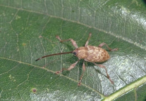 Femelle de <i>Curculio elephas</i> sur une feuille de châtaignier. <b>Balanin des châtaignes</b> (chestnut weevil)