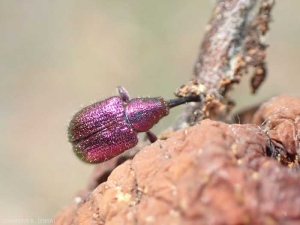 <em>Rhynchites auratus</em> adulte sur pomme, celle-ci après nouaison s'est desséchée suite à la piqure de l'insecte. <strong>Rhynchite doré</strong> (apricot weevil)